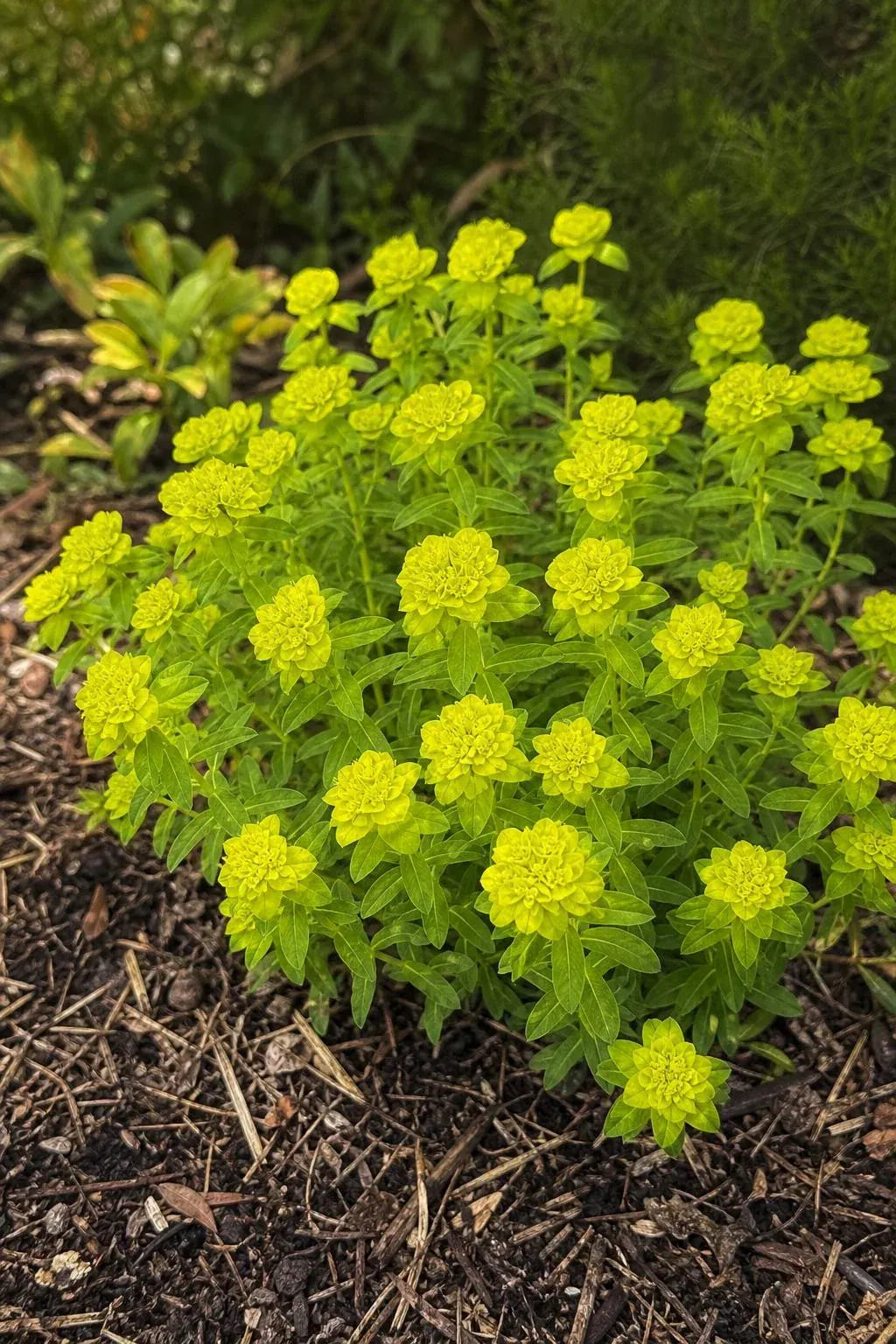 Euphorbia polychroma (Spurge) – perennial garden photograph 3