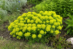 Euphorbia polychroma (Spurge) – perennial garden photograph 4