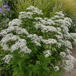 Eurybia divaricata (White Wood Aster) – perennial garden photograph 2