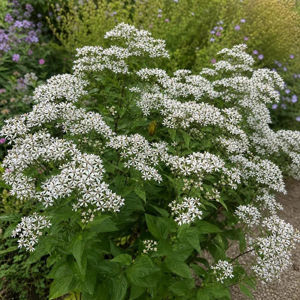 Eurybia divaricata (White Wood Aster) – perennial garden photograph 2