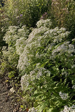 Eurybia divaricata (White Wood Aster) – perennial garden photograph 3