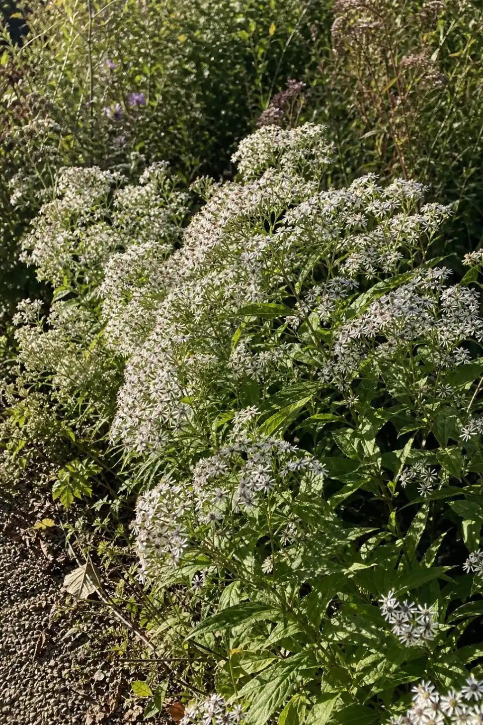 Eurybia divaricata (White Wood Aster) – perennial garden photograph 3
