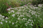Eurybia divaricata (White Wood Aster) – perennial garden photograph 4
