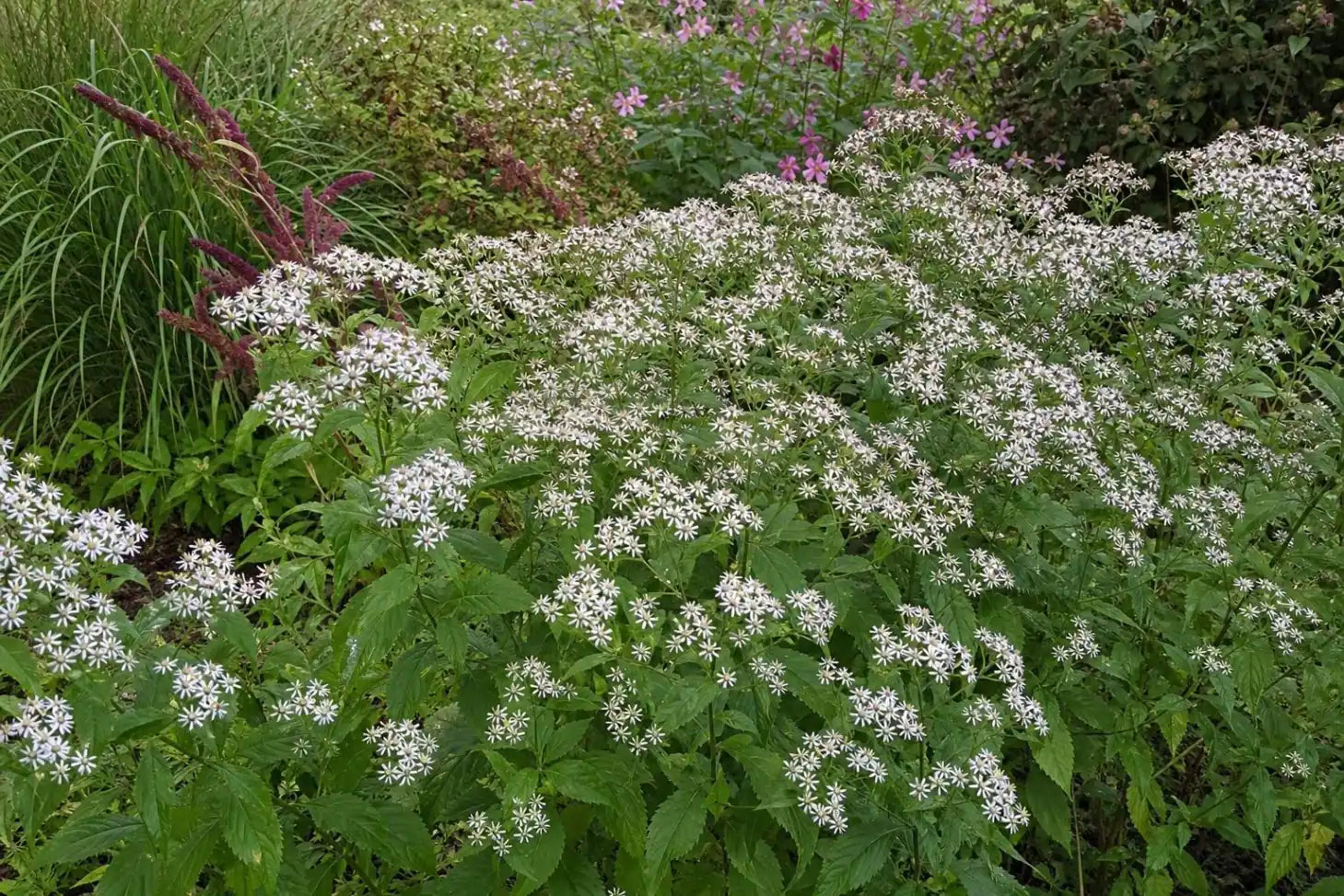 Eurybia divaricata (White Wood Aster) – perennial garden photograph 4
