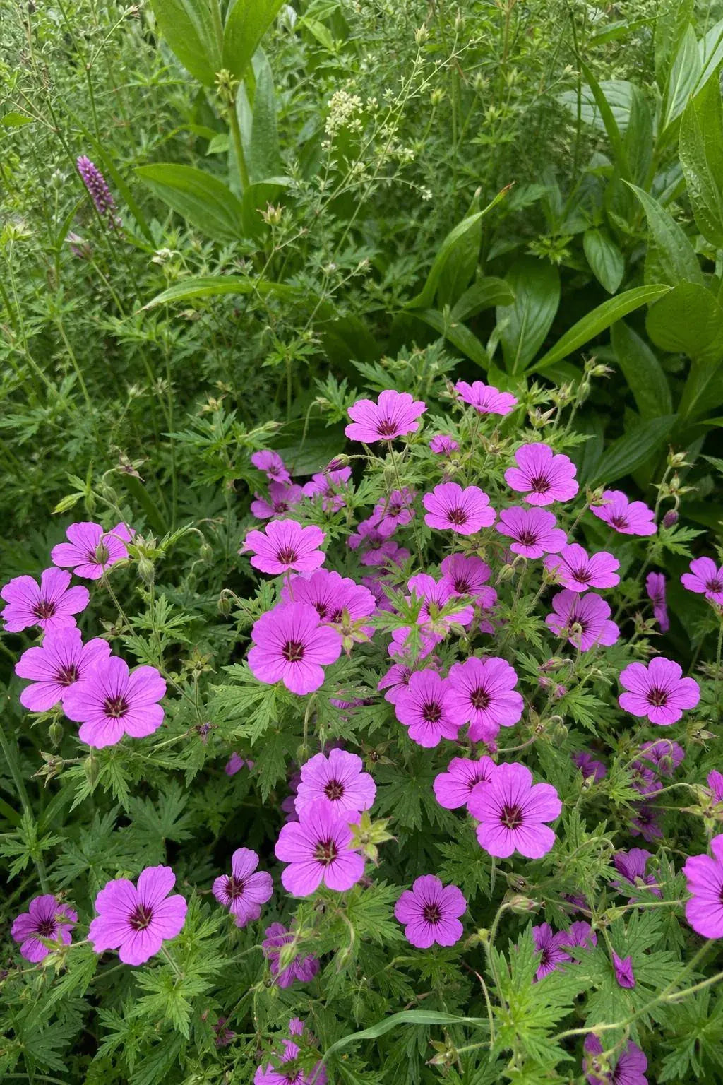 Geranium - ‘Patricia’ (Hardy Geranium) – perennial garden photograph 3