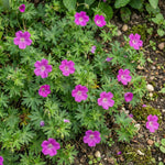 Geranium sanguineum (Bloody cranesbill) - Harding & Bloom