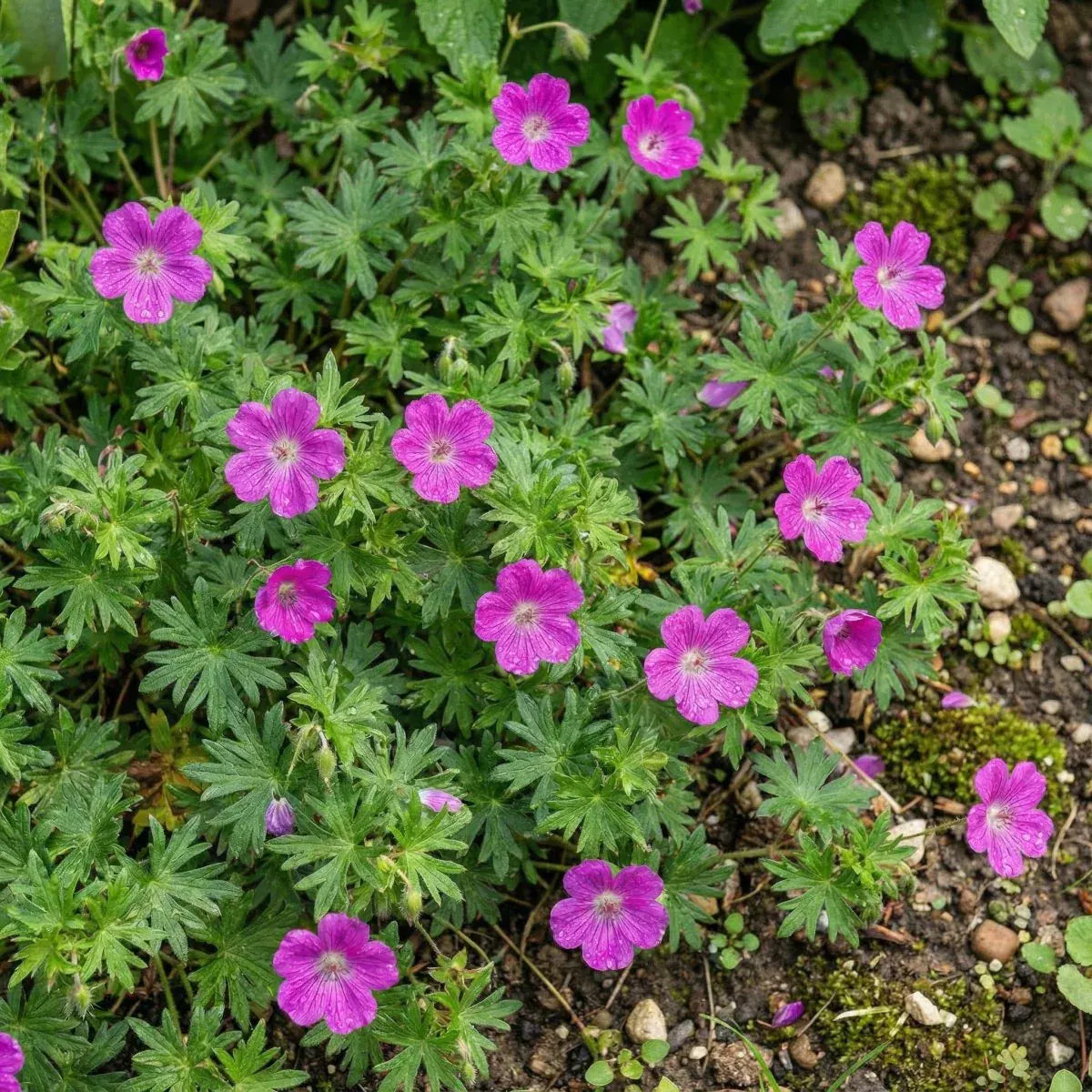 Geranium sanguineum (Bloody cranesbill) - Harding & Bloom