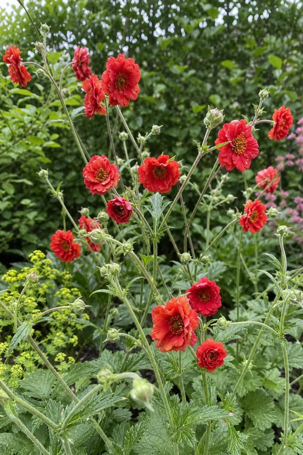 Geum - ‘Firestarter’ (Avens) – perennial garden photograph 3