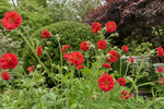 Geum - ‘Firestarter’ (Avens) – perennial garden photograph 4