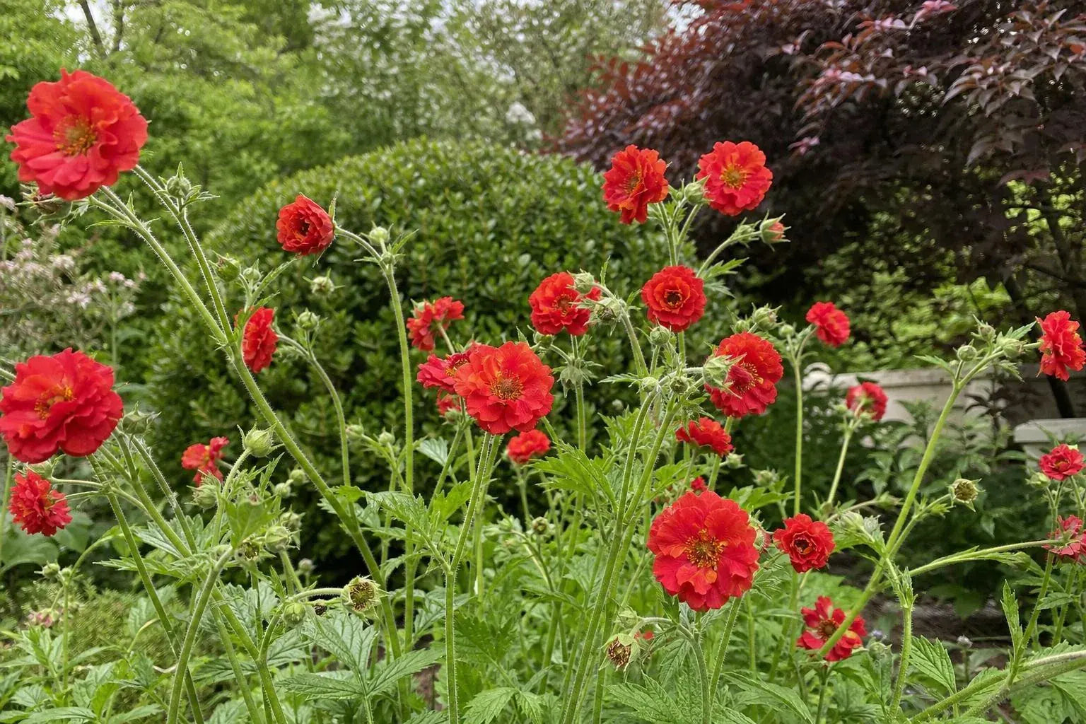 Geum - ‘Firestarter’ (Avens) – perennial garden photograph 4