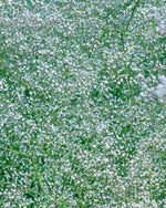 Baby's Breath 'Paniculata' (Gypsophila) - Harding & Bloom