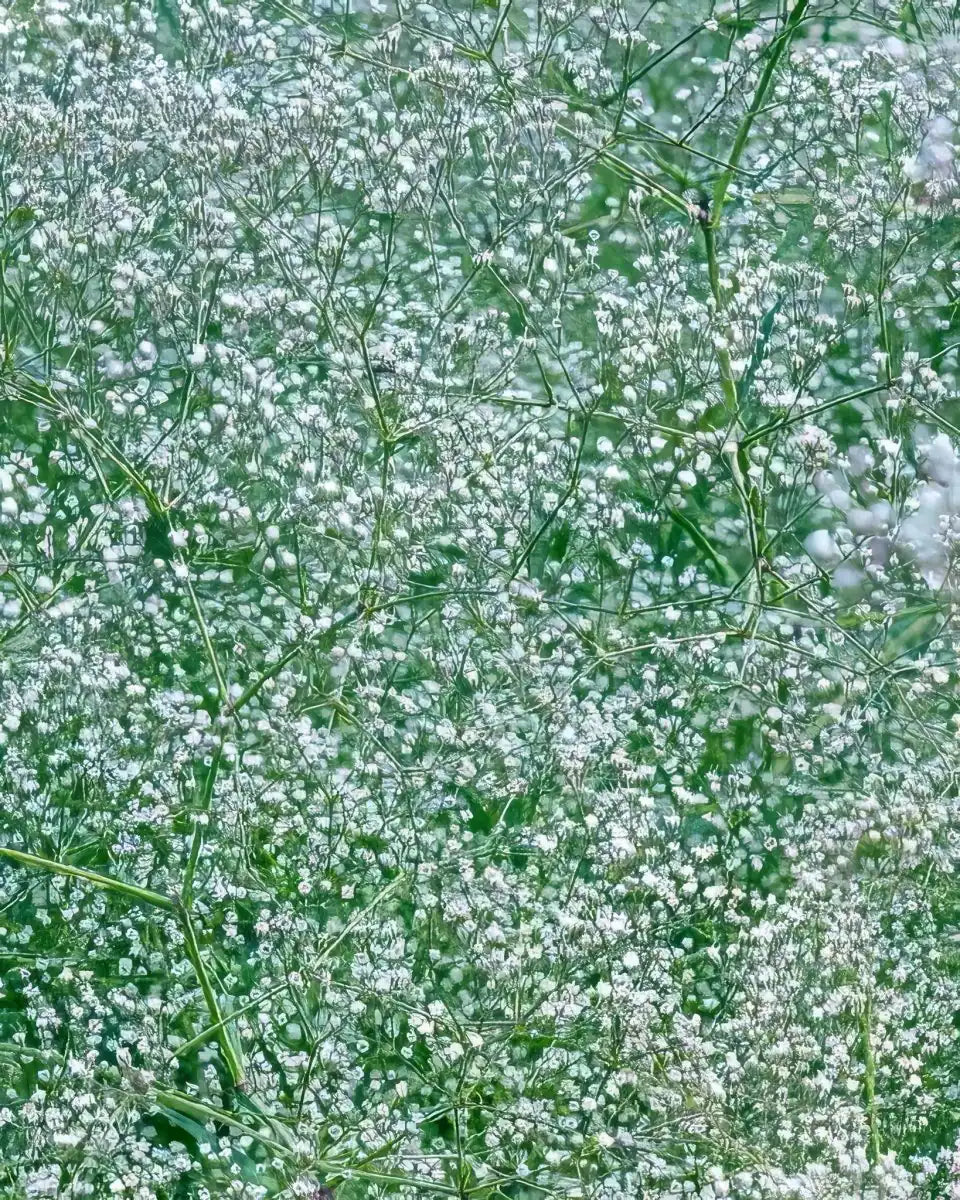 Baby's Breath 'Paniculata' (Gypsophila) - Harding & Bloom