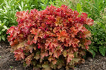 Heuchera - ‘Marmalade’ (Coral Bells) – perennial garden photograph 4