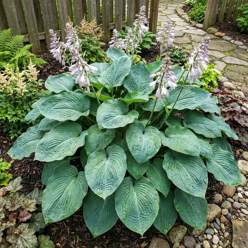 Hosta 'Big Daddy' (Plantain lily) – lily bulbs, product photo 2 (Harding & Bloom)