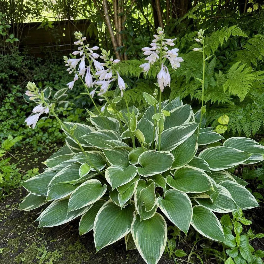 Hosta - ‘Francee’ – perennial garden photograph 2