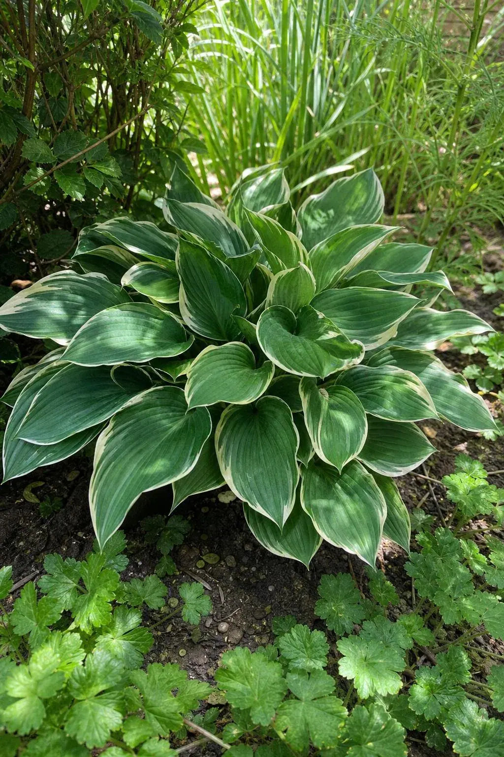 Hosta - ‘Francee’ – perennial garden photograph 3