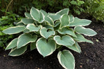 Hosta - ‘Francee’ – perennial garden photograph 4