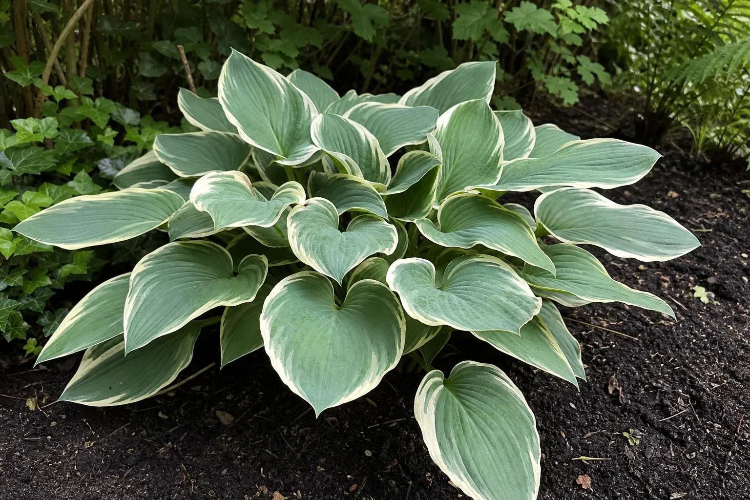 Hosta - ‘Francee’ – perennial garden photograph 4
