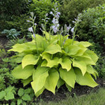 Hosta - ‘Sum and Substance’ – perennial garden photograph 2