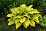 Hosta - ‘Sum and Substance’ – perennial garden photograph 4