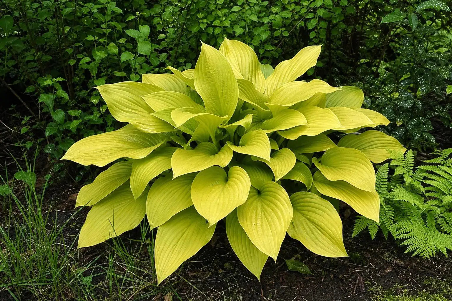 Hosta - ‘Sum and Substance’ – perennial garden photograph 4