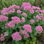 Hylotelephium (Herbstfreude Group) - ‘Herbstfreude’ (Ice Plant) – perennial garden photograph 2