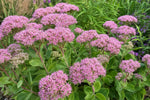 Hylotelephium (Herbstfreude Group) - ‘Herbstfreude’ (Ice Plant) – perennial garden photograph 4