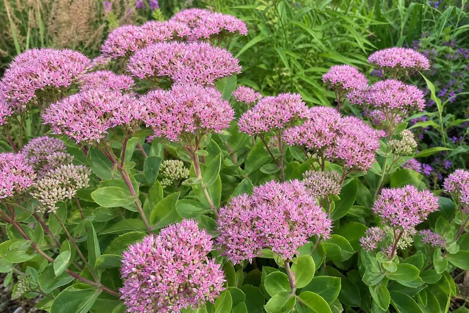 Hylotelephium (Herbstfreude Group) - ‘Herbstfreude’ (Ice Plant) – perennial garden photograph 4