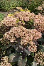 Hylotelephium - ‘Matrona’ (Ice Plant) – perennial garden photograph 3