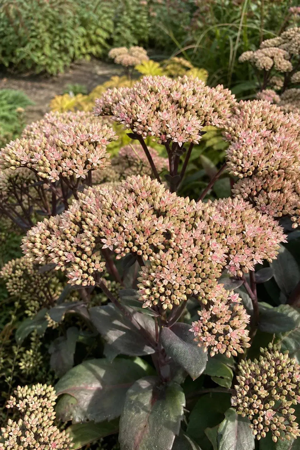Hylotelephium - ‘Matrona’ (Ice Plant) – perennial garden photograph 3