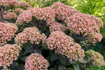 Hylotelephium - ‘Matrona’ (Ice Plant) – perennial garden photograph 4