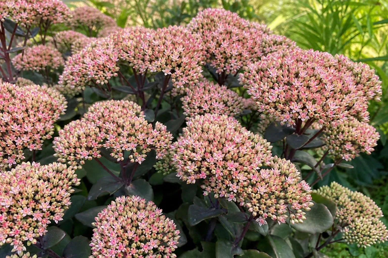 Hylotelephium - ‘Matrona’ (Ice Plant) – perennial garden photograph 4