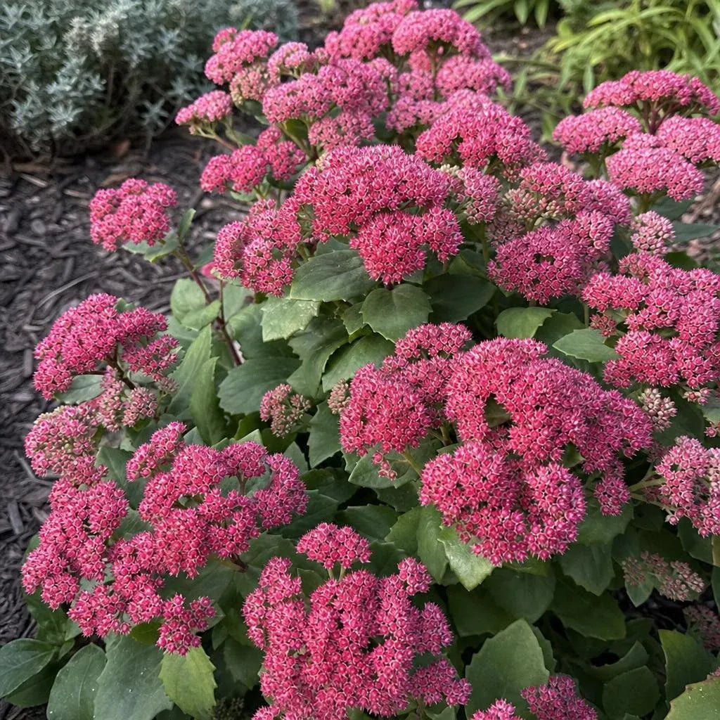 Hylotelephium - ‘Red Cauli’ (Ice Plant) – perennial garden photograph 2