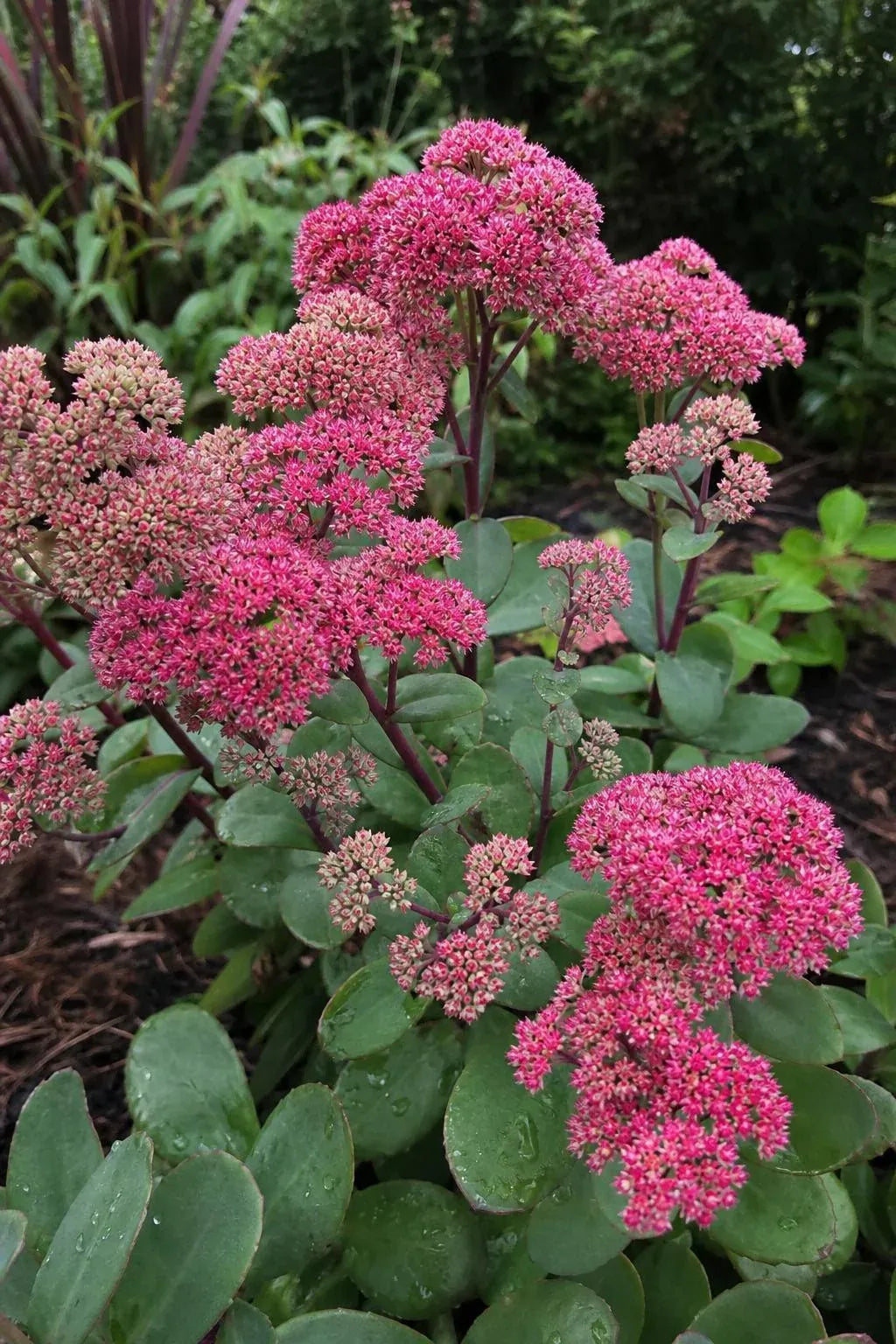 Hylotelephium - ‘Red Cauli’ (Ice Plant) – perennial garden photograph 3