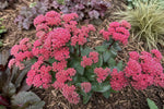 Hylotelephium - ‘Red Cauli’ (Ice Plant) – perennial garden photograph 4