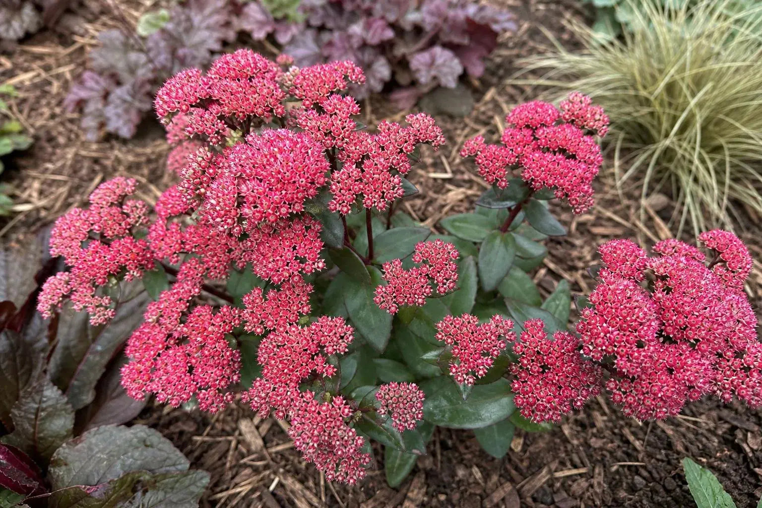 Hylotelephium - ‘Red Cauli’ (Ice Plant) – perennial garden photograph 4