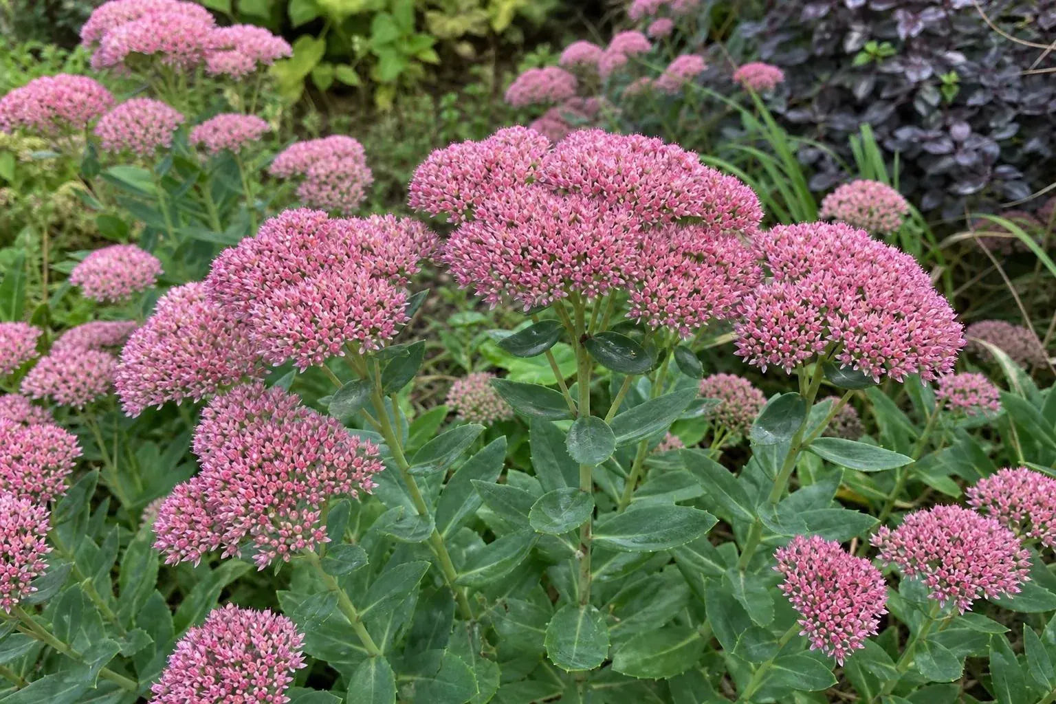 Hylotelephium spectabile (Ice Plant) – perennial garden photograph 4