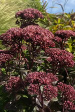 Hylotelephium telephium (Atropurpureum Group) - ‘Purple Emperor’ (Orpine) – perennial garden photograph 3