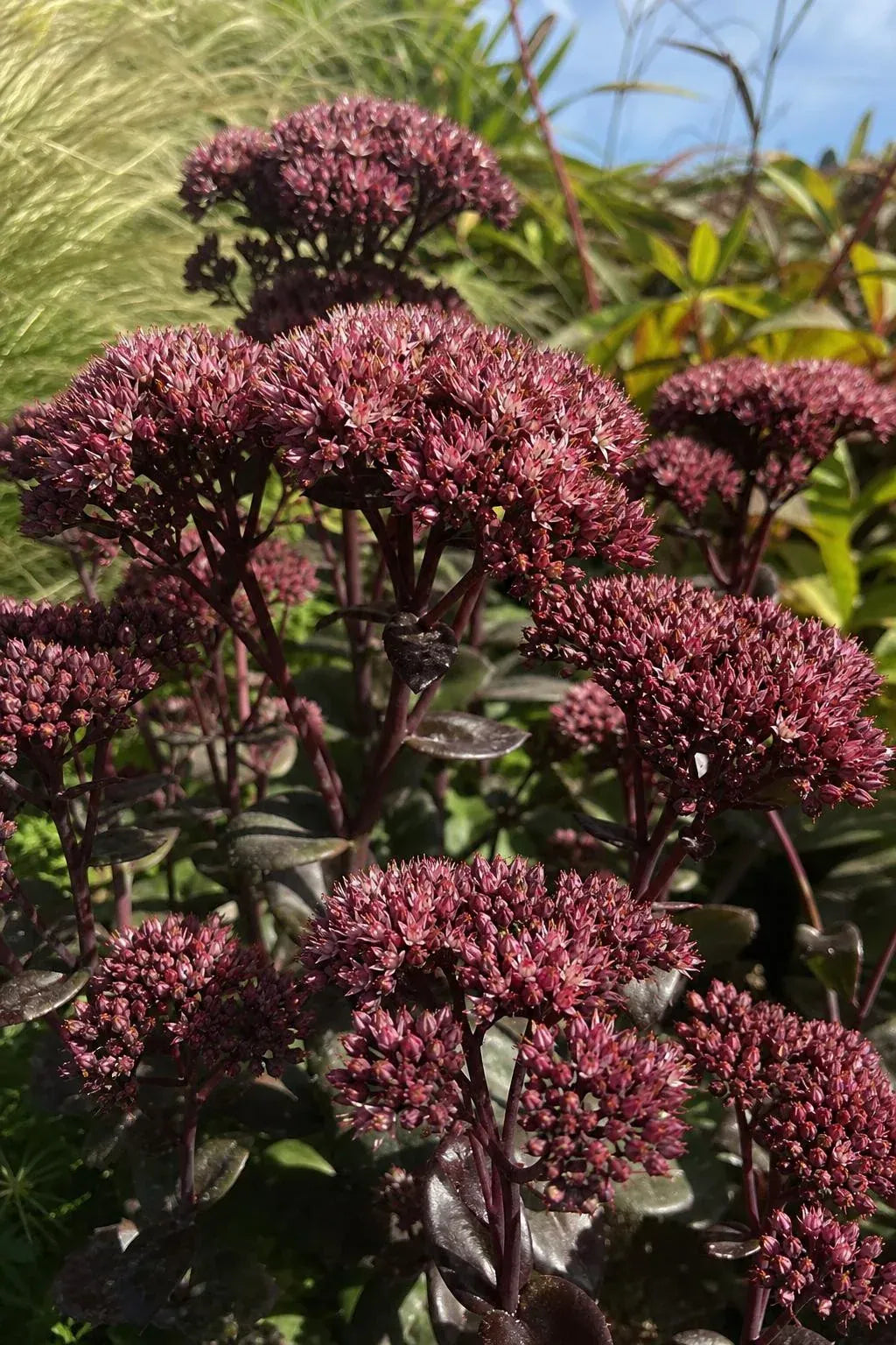 Hylotelephium telephium (Atropurpureum Group) - ‘Purple Emperor’ (Orpine) – perennial garden photograph 3