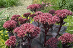 Hylotelephium telephium (Atropurpureum Group) - ‘Purple Emperor’ (Orpine) – perennial garden photograph 4