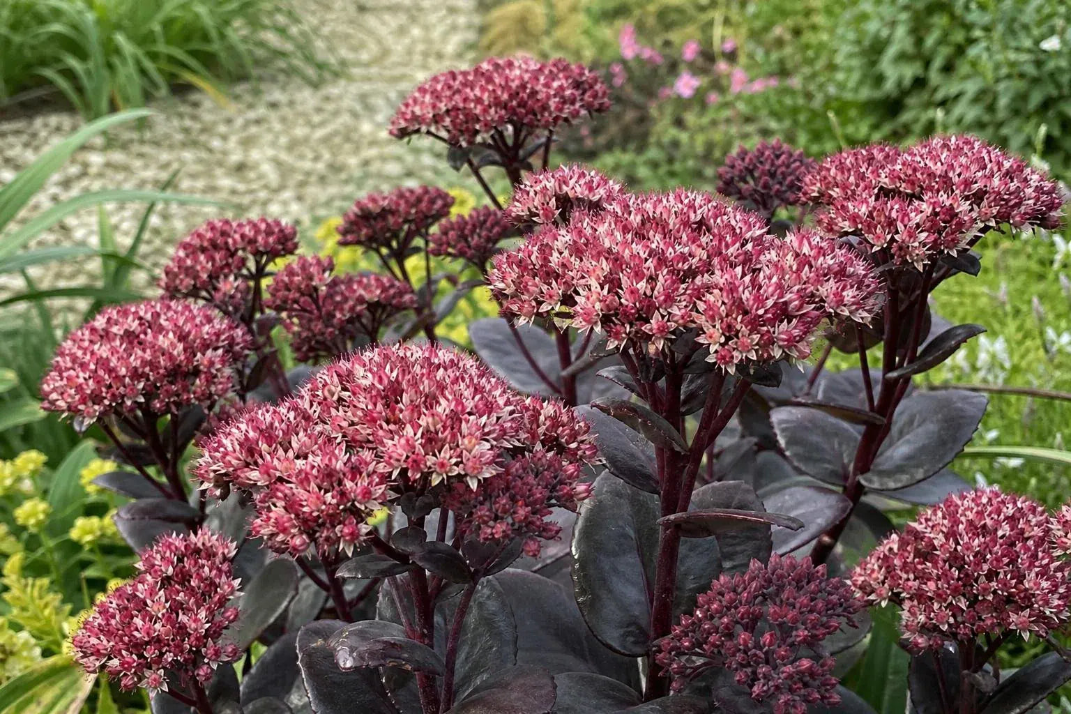 Hylotelephium telephium (Atropurpureum Group) - ‘Purple Emperor’ (Orpine) – perennial garden photograph 4