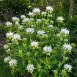 Monarda - ‘Schneewittchen’ (Bee Balm) – perennial garden photograph 1