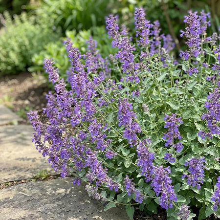 Nepeta 'Walker's Low' (Catmint) - Harding & Bloom