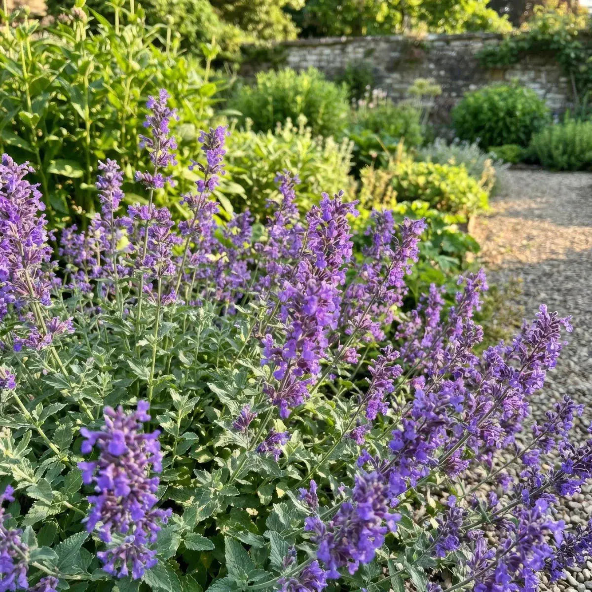 Nepeta 'Walker's Low' (Catmint) - Harding & Bloom