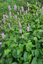 Persicaria bistorta - ‘Superba’ (Bistort) – perennial garden photograph 3
