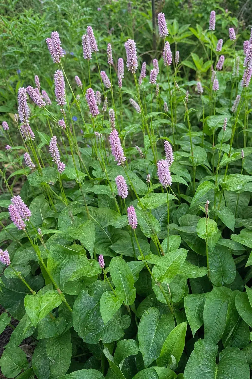 Persicaria bistorta - ‘Superba’ (Bistort) – perennial garden photograph 3