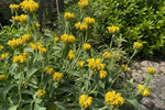 Phlomis russeliana (Jerusalem Sage) – perennial garden photograph 4