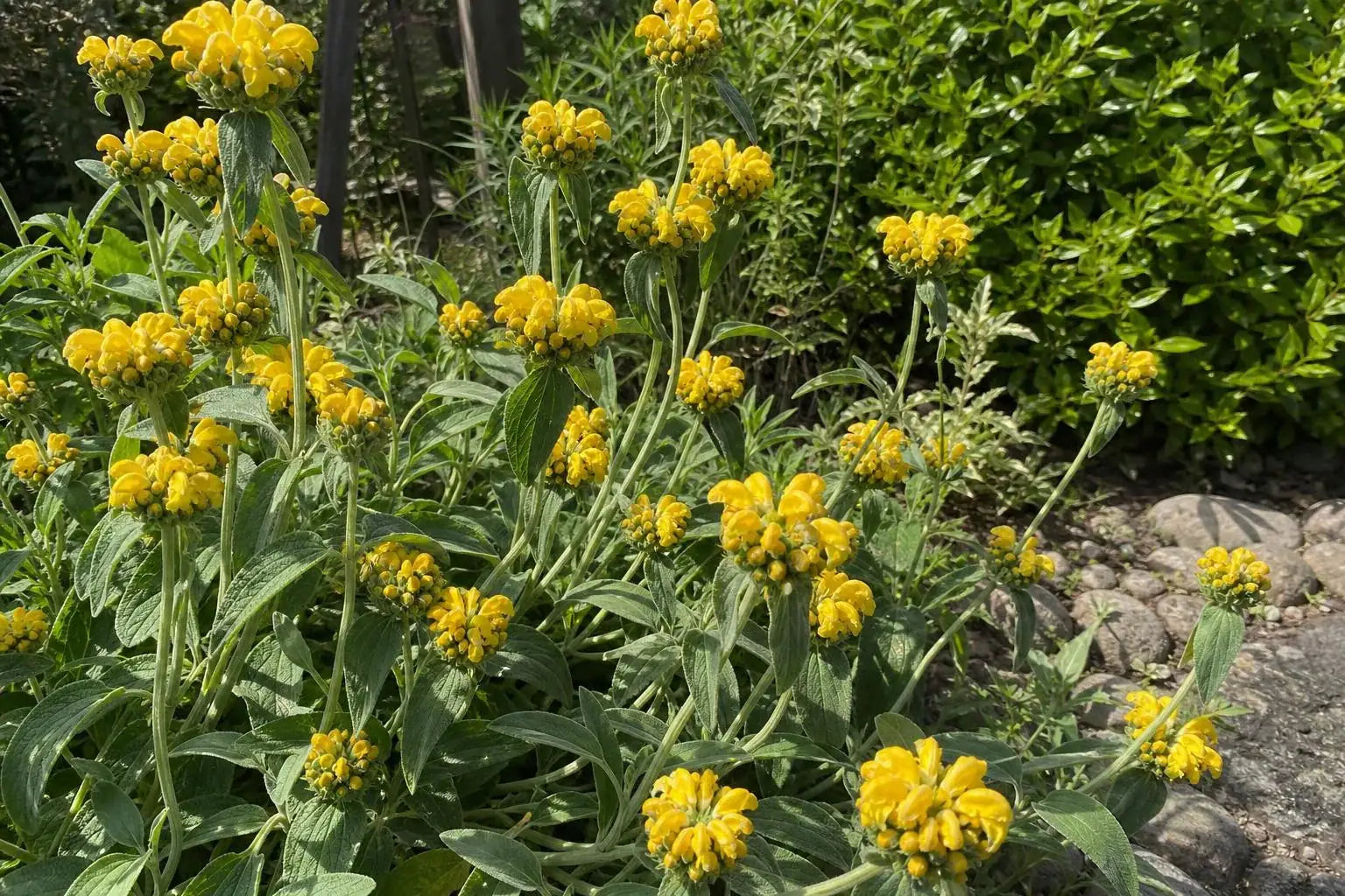 Phlomis russeliana (Jerusalem Sage) – perennial garden photograph 4