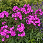 Phlox paniculata - ‘Laura’ – perennial garden photograph 2