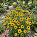 Rudbeckia 'Goldsturm' – Yellow Black - Eyed Susan - Harding & Bloom